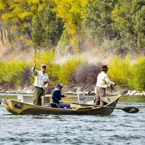 Fall — gold cottonwoods, brown trout